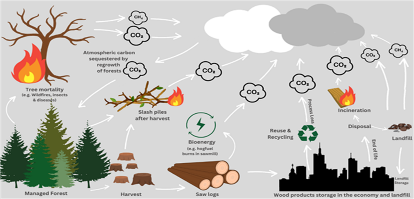 Combatting climate change: CINTRAFOR pioneers research on the role of Washington forests in mitigating global warming